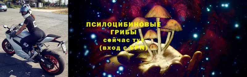 купить наркотики цена  Ачинск  Галлюциногенные грибы Psilocybe 