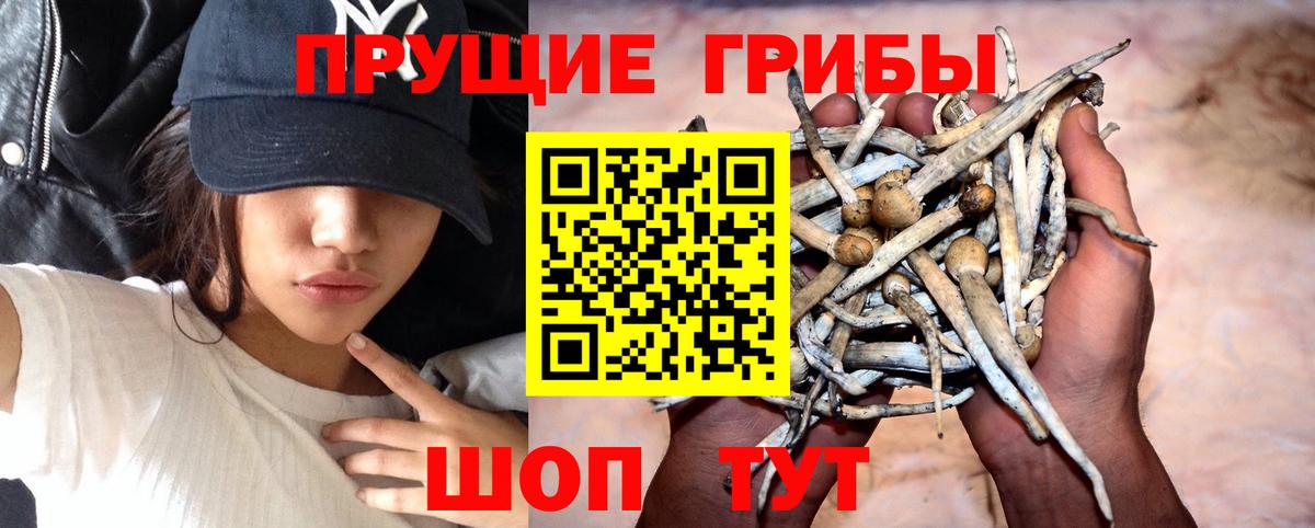 Галлюциногенные грибы Cubensis  Ачинск 